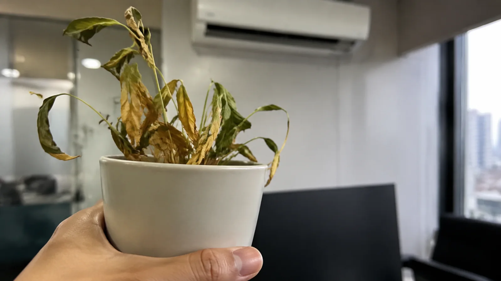 Cây trồng trong nhà bị vàng lá do úng nước ở phòng máy lạnh