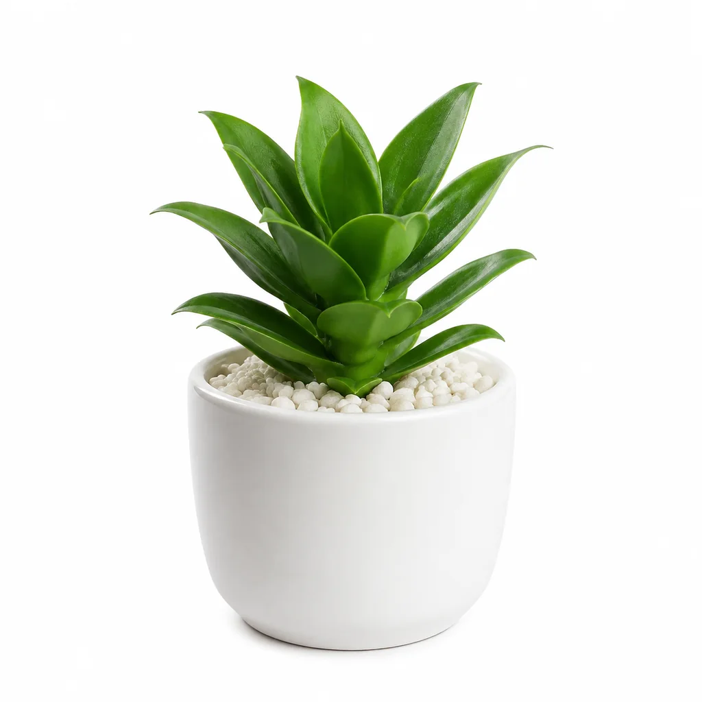 Cây may mắn tài lộc cao 15cm trong chậu thuỷ tinh có sỏi, đặt cạnh khay bút trên bàn làm việc