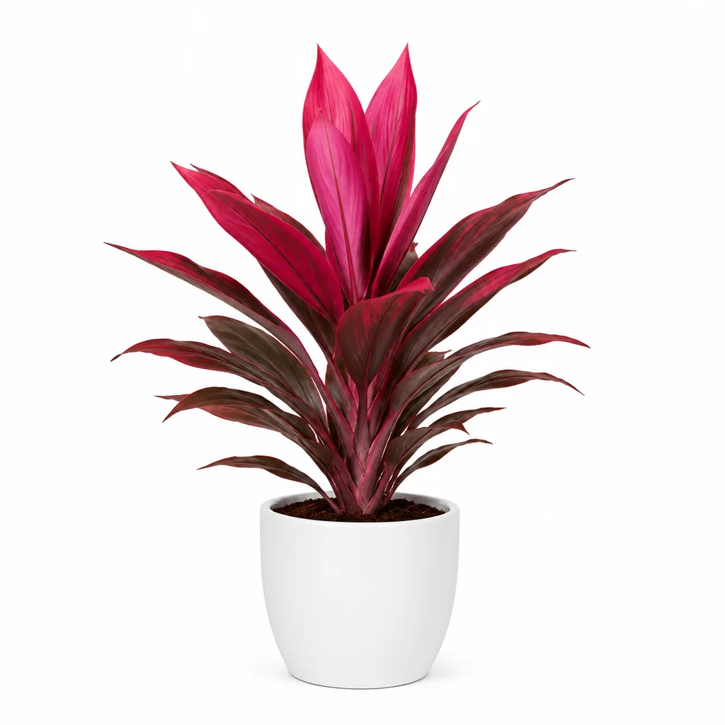 Cây phát tài đỏ cao 25–35cm đặt ở đầu quầy thu ngân có ánh sáng dịu