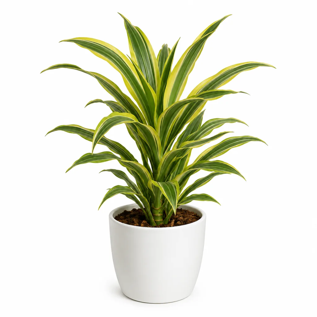Cây phát tài Thái để bàn cao 25–35cm đặt cạnh màn hình ở góc làm việc gần cửa sổ có rèm