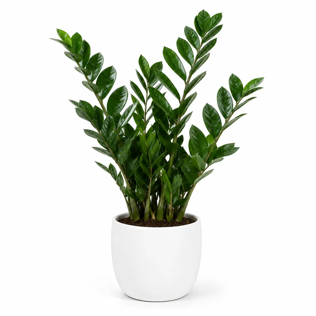 Cây kim tiền cao 25–35cm trong chậu sứ 12cm đặt trên bàn làm việc cạnh cửa sổ