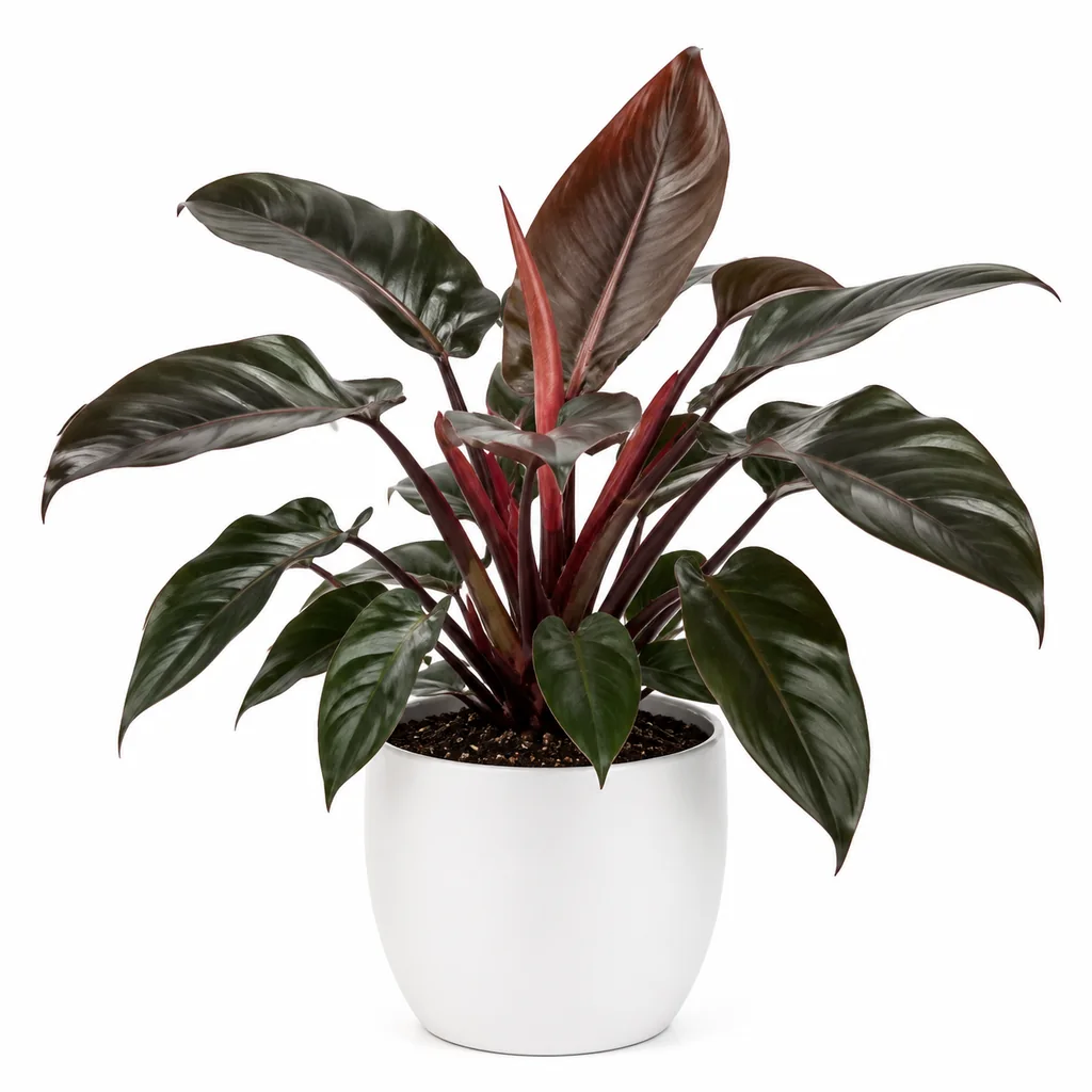 Cây trầu bà đế vương đỏ cao 30–45cm đặt trên quầy lễ tân có ánh sáng qua rèm